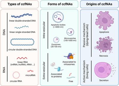 Circulating cell-free nucleic acids of plasma in human aging, healthy aging and longevity: current state of knowledge